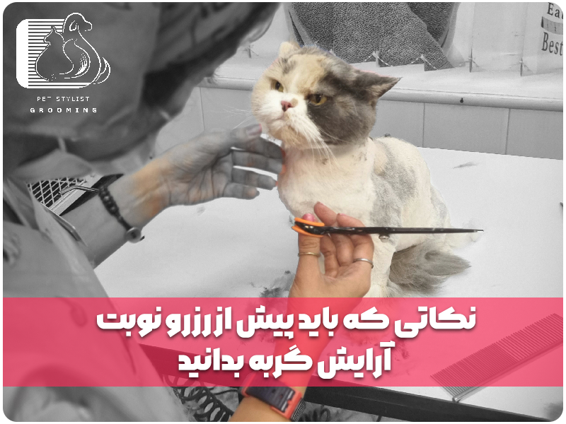 نکاتی که باید پیش از رزرو نوبت آرایش گربه بدانید